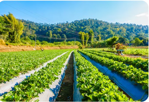 investing-in-farmland-ONO-Aburi-blog